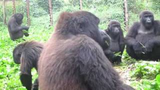 Orphan Gorillas Sing While Eating Banana Trees [upl. by Riedel]