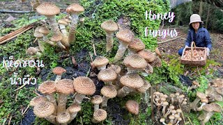 เก็บเห็ดขอนสีน้ำผึ้งกับฝรั่งและหมู่คนจีน Harvesting Honey FunguswildmushroomsUK เก็บเห็ดป่าอังกฤษ [upl. by Ireland]