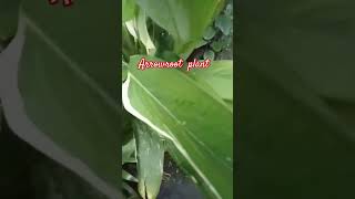 Arrowroot plant shortsfeed shortvideos viral shorts [upl. by Coy]