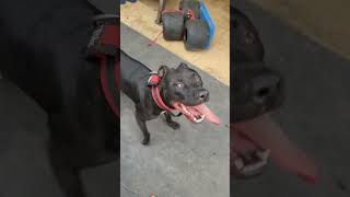 APBT Dog Training pitbull apbts gamedog [upl. by Hunter741]