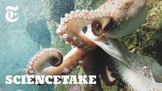 How Octopuses Communicate  ScienceTake [upl. by Sprung]