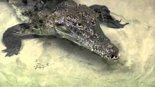 Zoo View Croc Feeding  Cincinnati Zoo [upl. by Ellener]