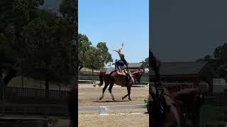 Horse Vaulting shorts equestrian horseriding [upl. by Odawa]