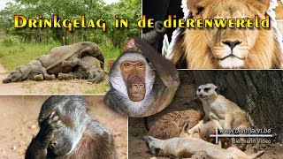 Drinkgelag in de dierenwereld [upl. by Kussell]