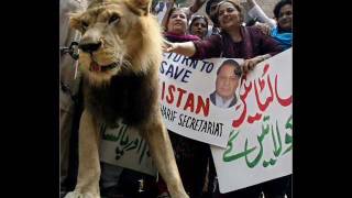 Sher hamara Nawaz Sharif [upl. by Kciredor]