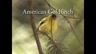 Wild goldfinch in nature Amazing singing [upl. by Akered]