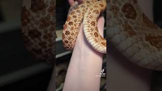 Our hognose needed the vet snake reptilefamily reptilelove reptiles animals  pets ballpython [upl. by Pigeon]