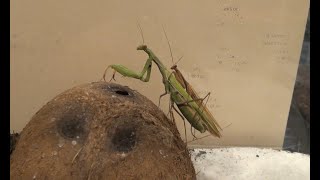 Praying Mantis Mating Again on the Second Day [upl. by Biddick]