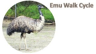 Emu Bird Walk Cycle [upl. by Aissak]