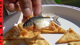 FISH and CHIPS LIVE PIRANHA on CRACKERS [upl. by Darice]