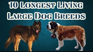 10 longest living large dog breeds [upl. by Orestes]