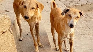 Street Dogs in India with Jason Shute from Shute Balanced Dog Training [upl. by Neitsirhc]