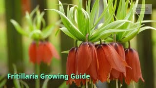 Fritillaria Growing Guide by GardenersHQ [upl. by Dagall]