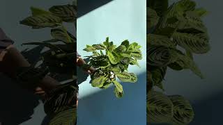 Maranta leuconeura Plant yourself [upl. by Eralcyram]