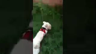 Highlight 000  346 from Shangy Gurl is live Walking wMy Doggie [upl. by Torie]