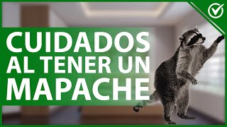 🦝 ¿Es Posible Tener Como Mascota un Mapache  Riesgos Cuidados y Consejos 🦝 [upl. by Einberger975]