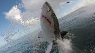 Swimmer Eaten by quotDinosaur Bigquot Great White Shark  Lloyd Skinner [upl. by Haimirej601]