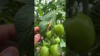 Cómo identificar el hongo alternaria en el cultivo de tomate agriculture alternaria [upl. by Yrok52]