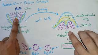 Zoology Miller HarleyReproduction in Phylum Cnidaria Alternation of generation [upl. by Sturges]