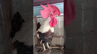 Adorable Rooster Crowing Sounds  Amazing Rooster Crowing Loudly  shorts🐓 [upl. by Marielle]