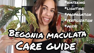 The COMPLETE How to care for Begonia maculata Wightii [upl. by Sterner59]