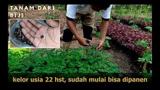 Cara Menanam Kelor dari Biji wow 3 Minggu Bisa Panen  Kebun Bangka 3 [upl. by Eelyam]