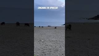 Cinghiale da spiaggia  A Savona esiste [upl. by Wynnie]