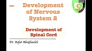 Development of Spinal Cord [upl. by Ozmo]