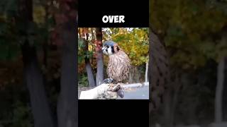 The Amazing American Kestrel  Masters Of Head Stabilization 😲 [upl. by Dov]