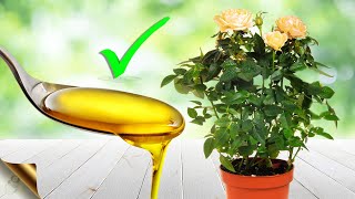 MIRACLES OF NEEM OIL in GARDENING  Best Pesticide Recipes [upl. by Evyn]