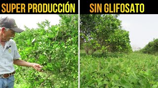 🍊Super Producción de Naranja SIN GLIFOSATO  Soya Forrajera para el Manejo de Arvenses [upl. by Karlene]