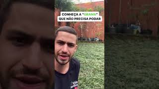 Conheça a grama que não precisa de poda [upl. by Ailima]