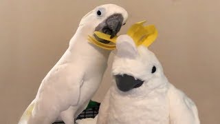 Cockatoo Cleaning Plush Cockatoos Feathers [upl. by Aniral]