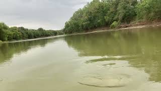 Egret call while kayaking the Brazos River [upl. by Bartolemo]