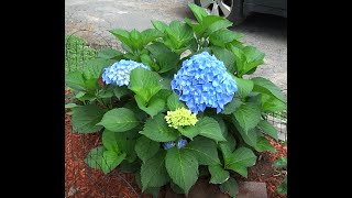 Springtime Feeding of Hydrangeas [upl. by Siaht366]