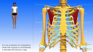 The Pectoralis Minor [upl. by Ilagam65]