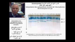 Isoenzymes des enzymes dimériques الأشباه الأنزيمية للأنزيمات الثنائية [upl. by Naitsirhk]