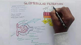 Glomerular Filtration GFR and Factors Affecting Glomerular Filtration RateGFR [upl. by Julieta]