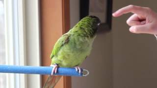 Kiwi the Blue Crown Conure Talking [upl. by Tenaj]