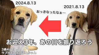 【お迎え初日146】お迎えから3年、あの日を振り返ろう★labrador retriever ラブラドールレトリバー パピー 大型犬 ぼんちゃん 可愛い 癒し [upl. by Nostaw]