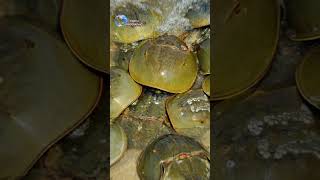 horseshoe crab education sea seaanimals india facts [upl. by Aniahs]