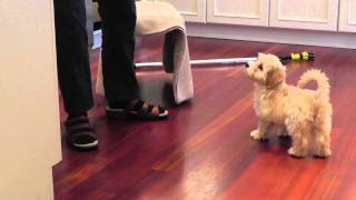 Bonnie our adorable 3 month old Havanese puppy does her tricks [upl. by Akemrehs]