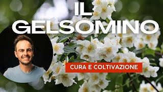 Il Gelsomino coltivazione e varietà speciali [upl. by Dang]