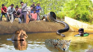 Python Too Aggressive Big Cat Dont Escape From Anaconda  Maasai Aborigines Hunt And Kill Big Cat [upl. by Dita]