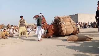 camel weightlifting 2024  camel mela in pakistan  camel festival [upl. by Cirred977]