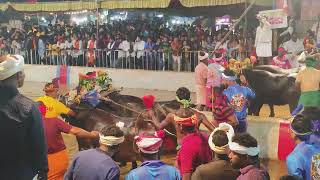 Kambala Start  Adve Nandikoor 2024 [upl. by Arima]