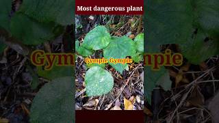 Gympie gympie plant shorts facts interestingfacts [upl. by Cobbie575]