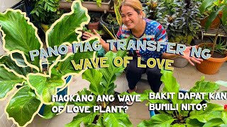 WAVE OF LOVE Anthurium Plowmanii REPOTTING AND CARE TIPS [upl. by Cly879]