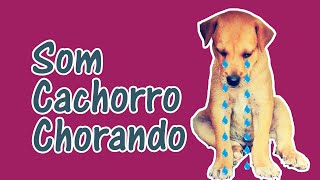 🐕 Som de Cachorro Chorando 🐶 Barulho do Choro de Cães Incluindo Filhote [upl. by Aibar]