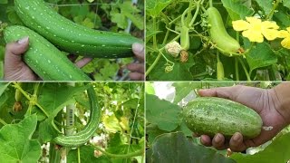 Growing Gourds Part 1 of 5  Introduction to Gourds [upl. by Cchaddie]